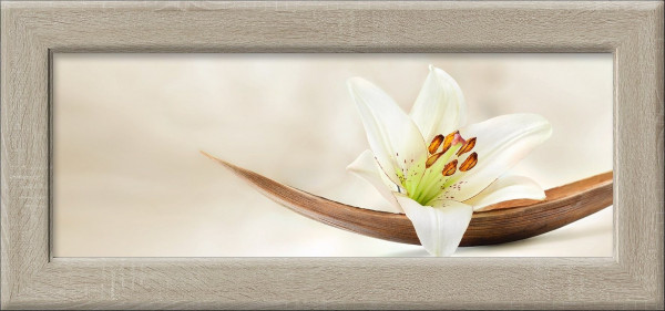 Gerahmtes-Bild YOUNG LIVING I