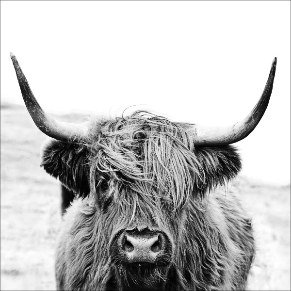 Glasbild HIGHLAND CATTLE