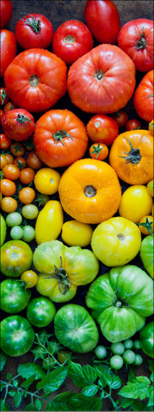 Glasbild COLORFUL TOMATOES