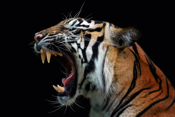 Akustikbild FAUCHENDER TIGER aus Materialmix