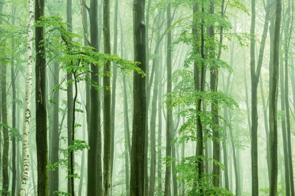 Akustikbild WALDSTIMMUNG aus Materialmix