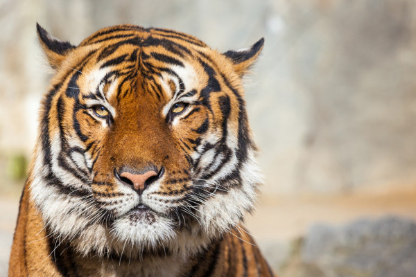 Akustikbild TIGER aus Materialmix