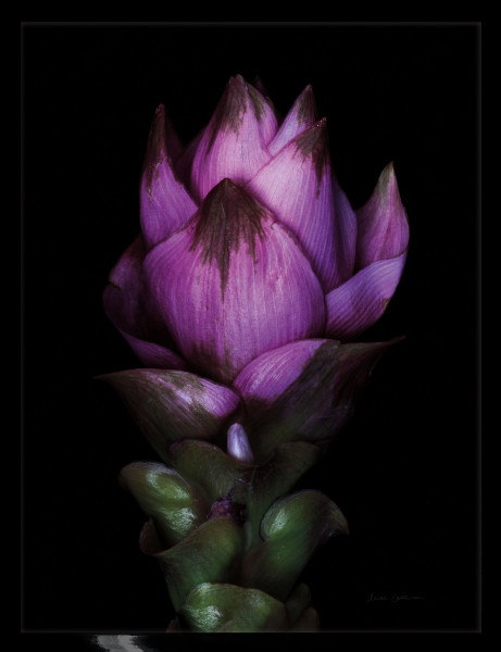 Gerahmtes-Bild SIAM TULIP