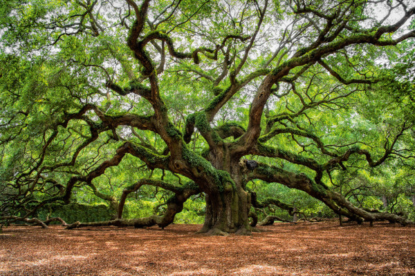 Akustikbild VERZWEIGTER BAUM aus Materialmix