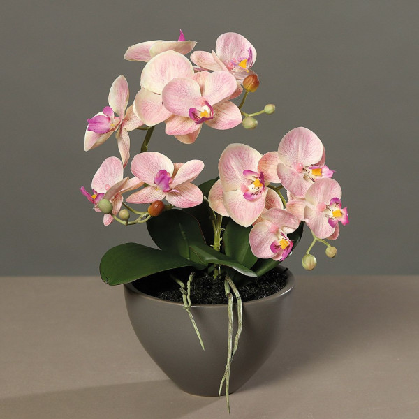 Orchidee pink/creme