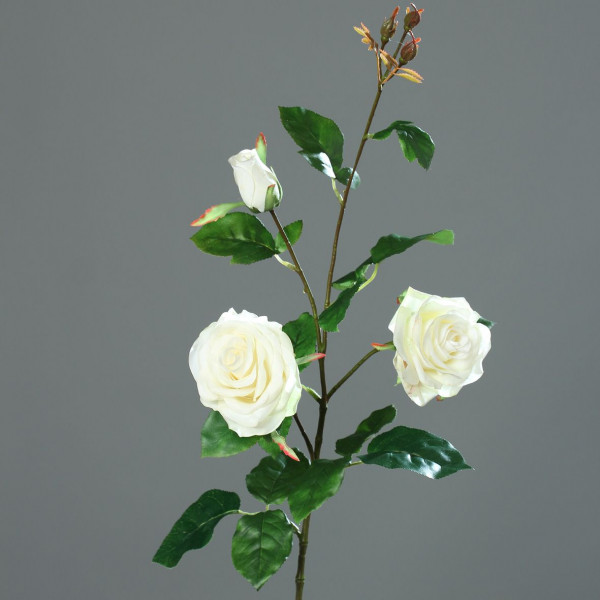 Rosenzweig creme
