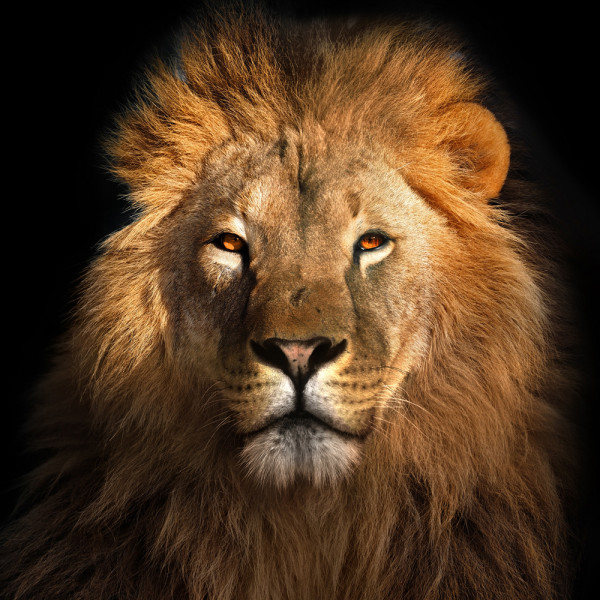 Akustikbild KÖNIG DER LÖWEN aus Materialmix