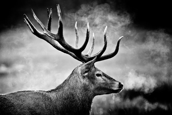 Akustikbild HIRSCH aus Materialmix