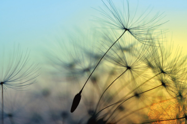 Akustikbild PUSTEBLUME 1 aus Materialmix