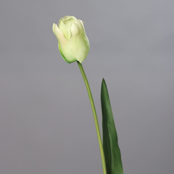 Tulpe Gigant grün
