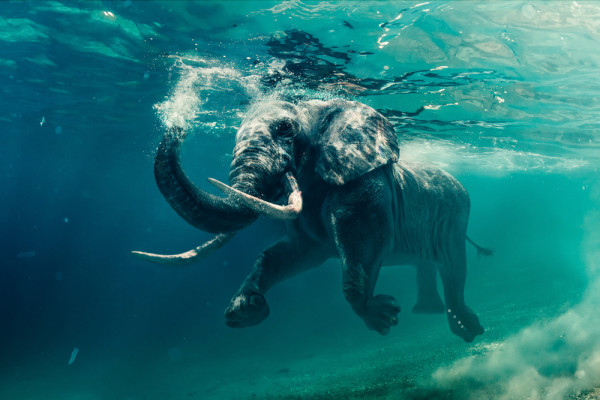 Akustikbild ELEFANT aus Materialmix