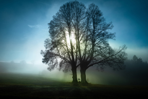 Akustikbild BÄUME MORGENNEBEL