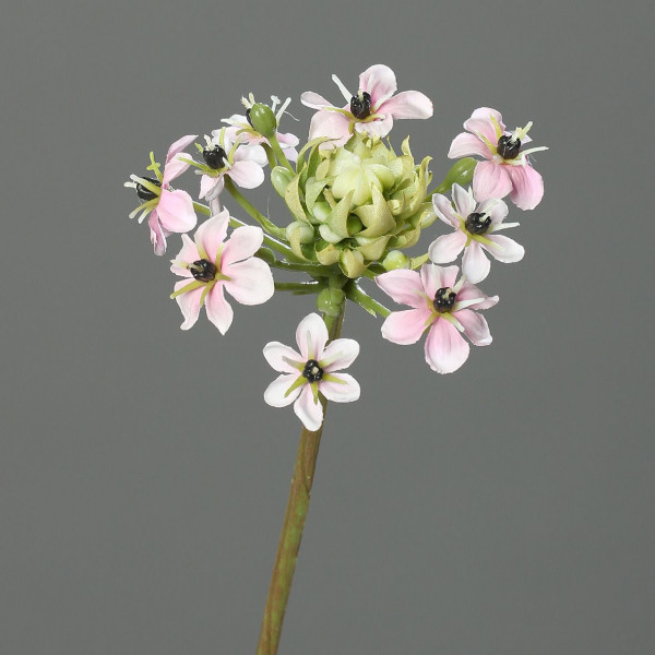 Kunstblume Ornithogalum