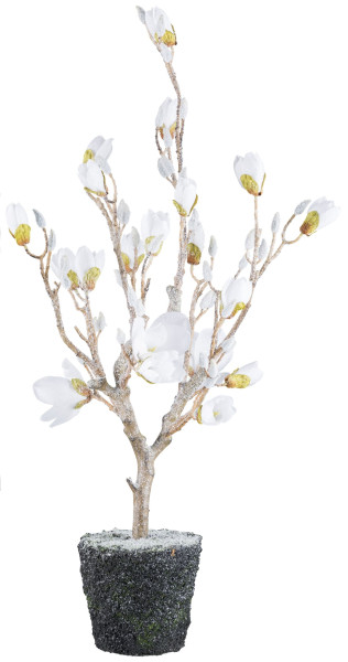 Magnolie