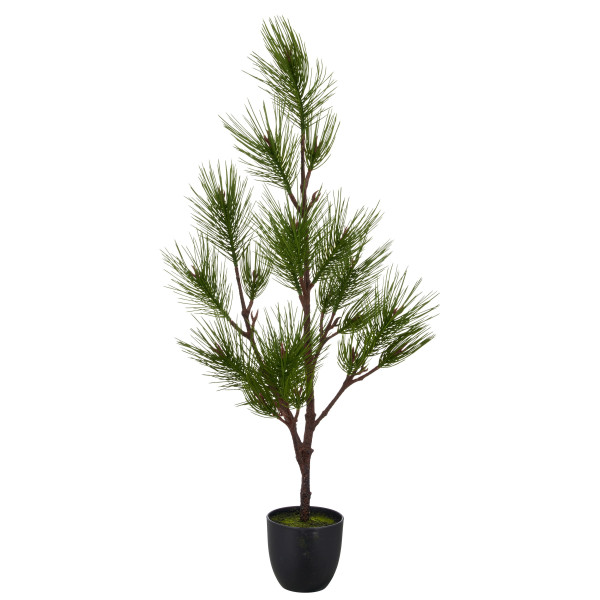 Kiefernbaum