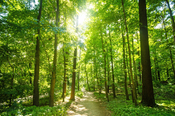 Akustikbild WALDWEG aus Materialmix
