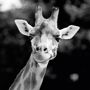 Akustikbild GIRAFFE Akustikbild GIRAFFE