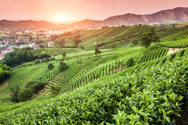 Akustikbild WEINBERGE aus Materialmix
