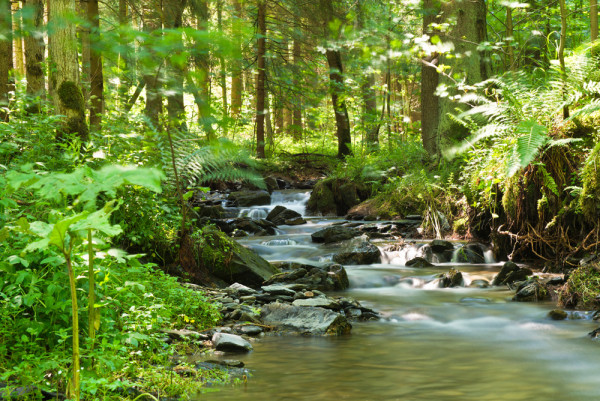 Akustikbild FLUßLAUF IM WALD 1