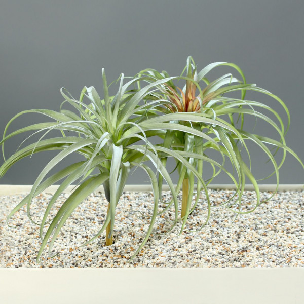 Tillandsia
