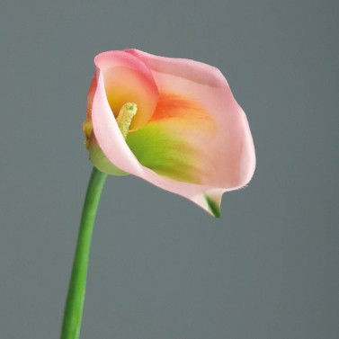 Calla pink