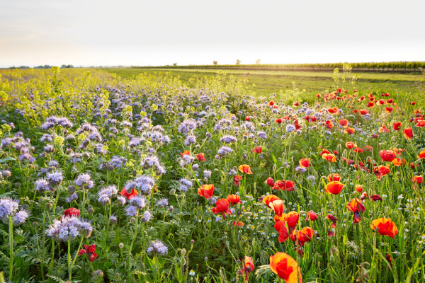 Akustikbild BLUMENWIESE aus Materialmix